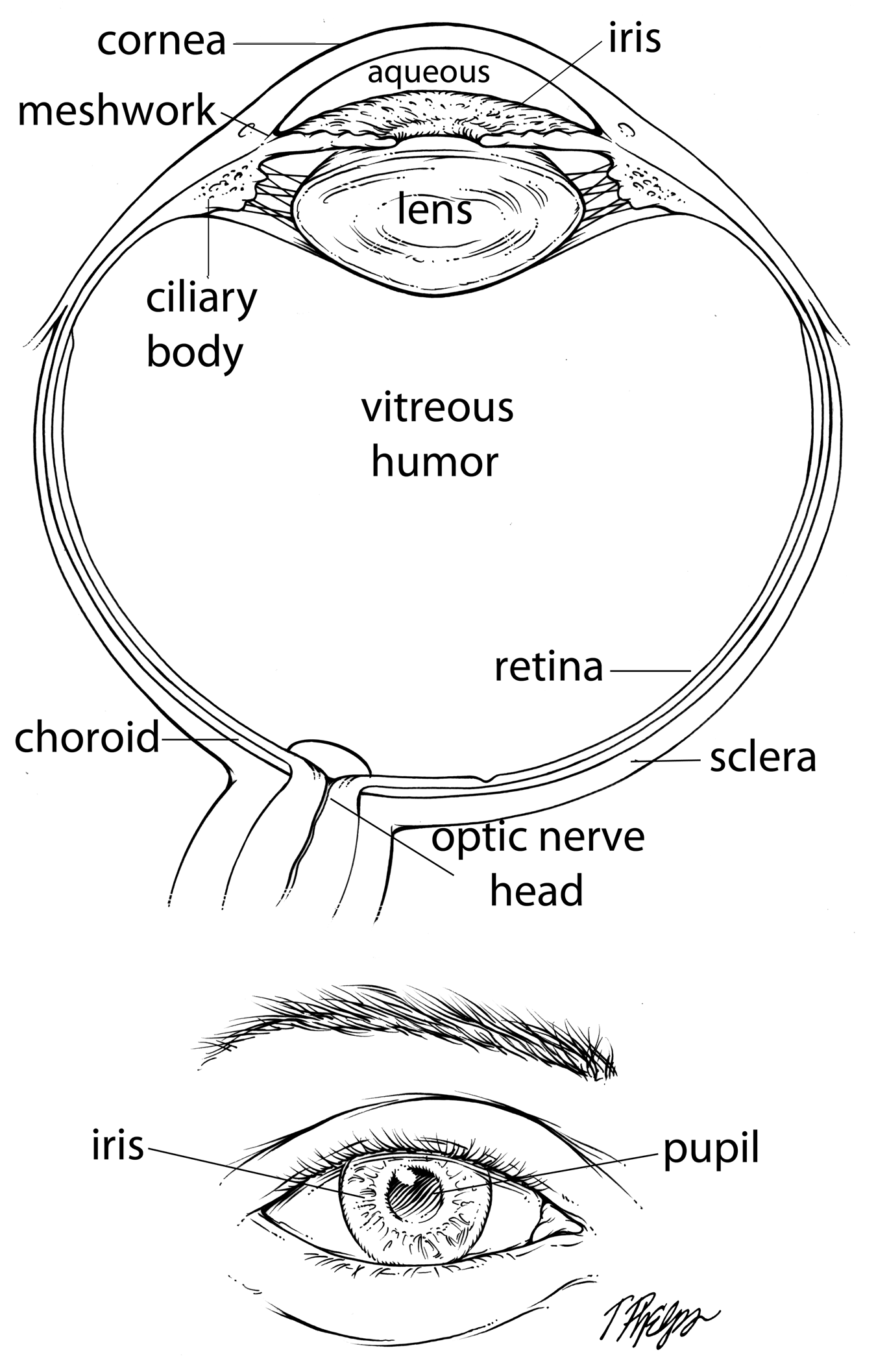 Eye and optic nerve anatomy